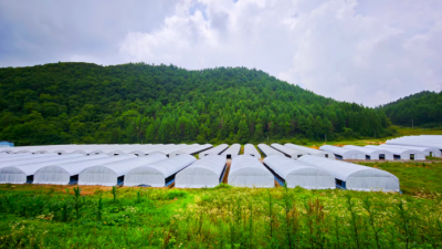 湖北建始：盛夏时节菌包接种忙