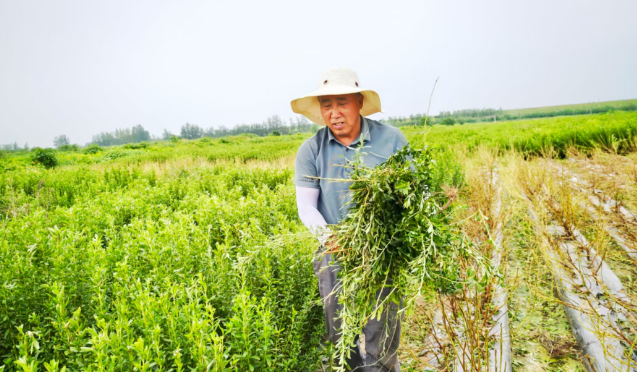 甜叶菊丰收绘就“甜蜜”画卷