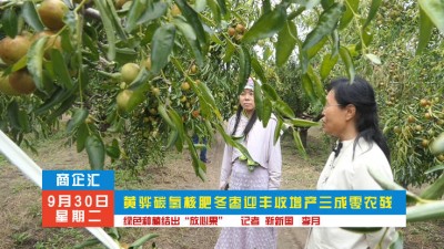 黄骅冬枣迎丰收：增产三成零农残，碳氢核肥赋能绿色“放心果”