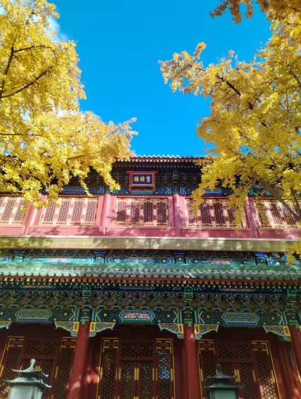 李月手机拍图——2025年秋天的回忆