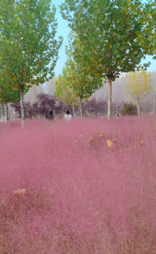 李月手机拍图——2025年秋天的回忆