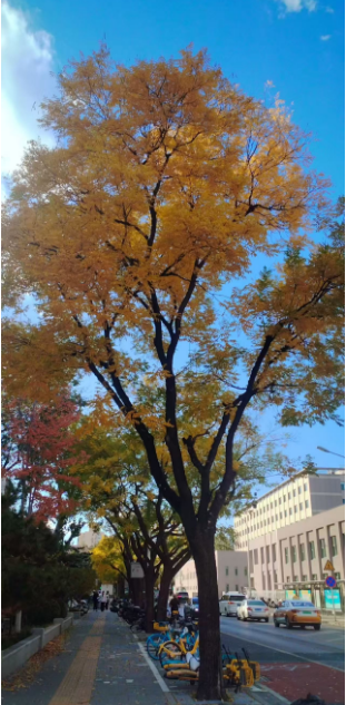 李月手机拍图——2025年秋天的回忆