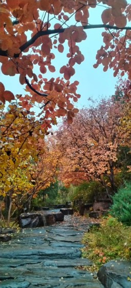 李月手机拍图——2025年秋天的回忆