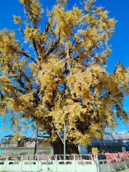 李月手机拍图——2025年秋天的回忆