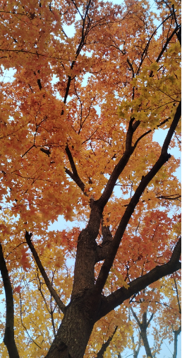 李月手机拍图——2025年秋天的回忆