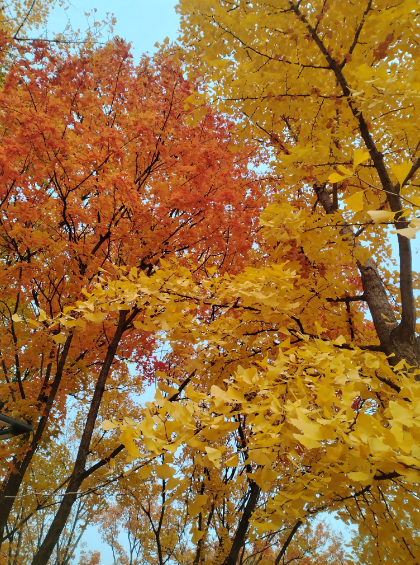 李月手机拍图——2025年秋天的回忆