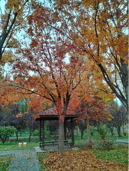 李月手机拍图——2025年秋天的回忆