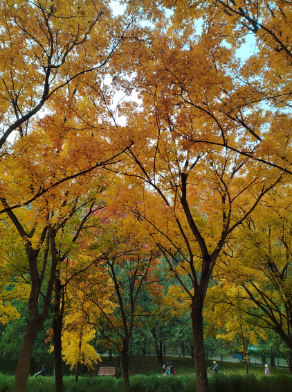 李月手机拍图——2025年秋天的回忆