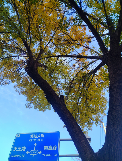 李月手机拍图——2025年秋天的回忆