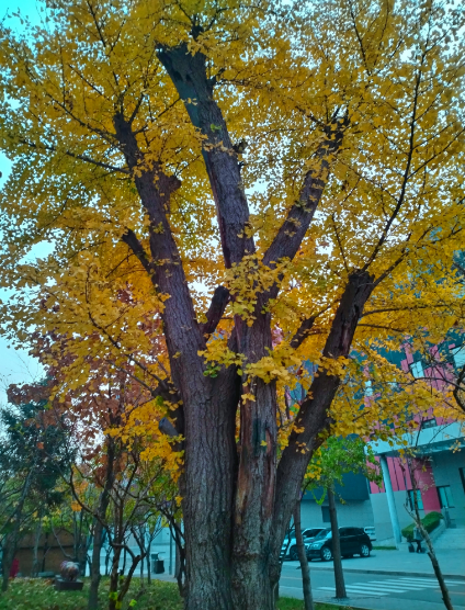 李月手机拍图——2025年秋天的回忆