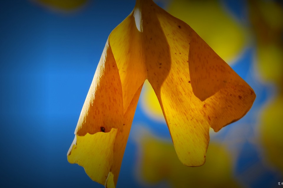 笑琰摄影与诗：与一片叶的对话