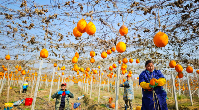 95 后小伙返乡创业，瓜蒌丰收铺就致富路