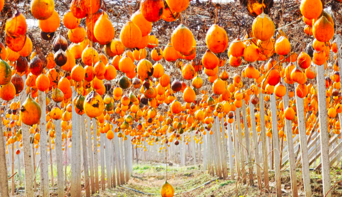 95 后小伙返乡创业，瓜蒌丰收铺就致富路