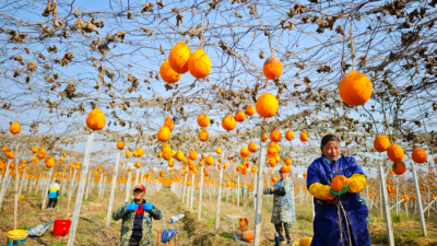 95 后小伙返乡创业，瓜蒌丰收铺就致富路