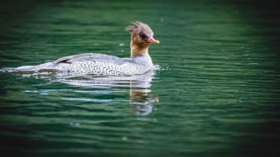 飞羽记  摄影：赵勇