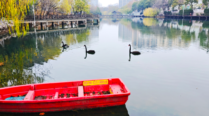 天鹅湖公园有了真天鹅，“黑羽来客”引关注