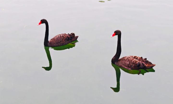 天鹅湖公园有了真天鹅，“黑羽来客”引关注