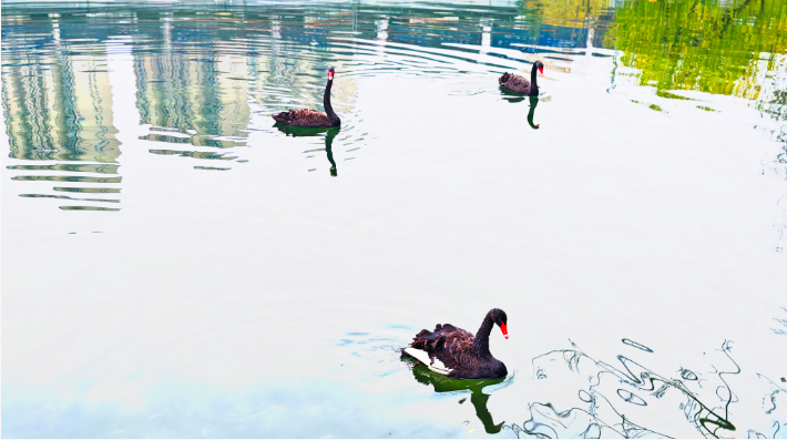 天鹅湖公园有了真天鹅，“黑羽来客”引关注