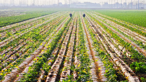 革新村：萝卜丰收绘就乡村振兴绚丽新图景