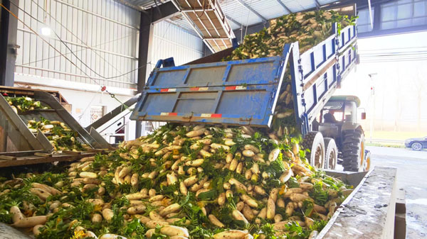 革新村：萝卜丰收绘就乡村振兴绚丽新图景