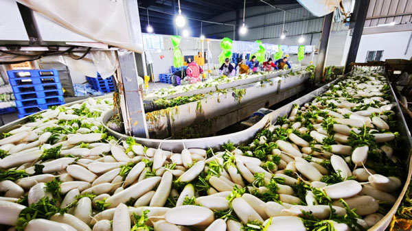 革新村：萝卜丰收绘就乡村振兴绚丽新图景