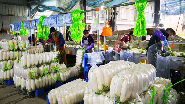 革新村：萝卜丰收绘就乡村振兴绚丽新图景