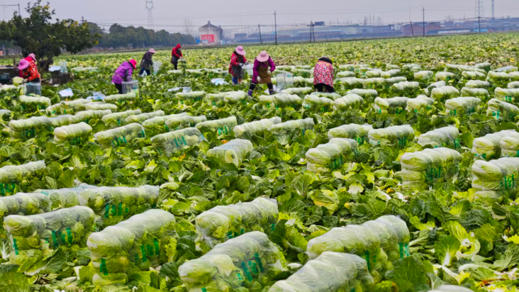 荆门沙洋：冬日白菜丰收忙，田间奏响增收曲