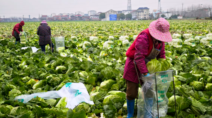 荆门沙洋：冬日白菜丰收忙，田间奏响增收曲