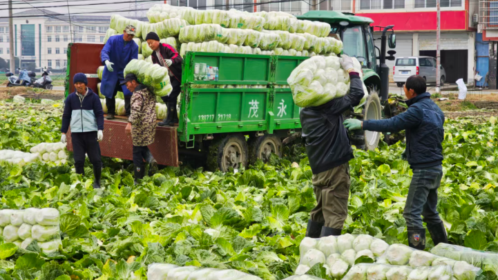 荆门沙洋：冬日白菜丰收忙，田间奏响增收曲
