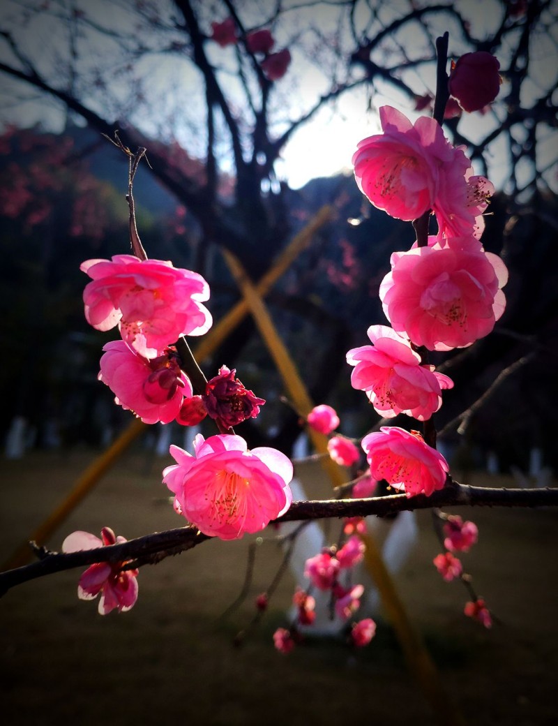 江南无所有，聊赠一枝春   谷福林摄影