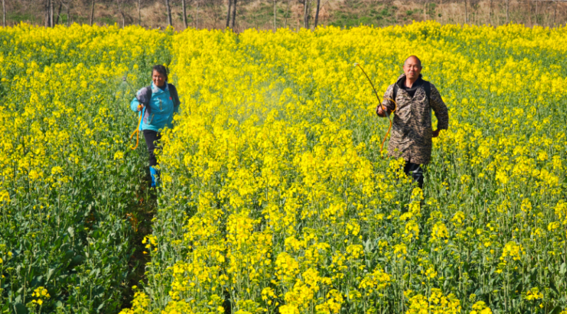 春日农忙：油菜田里的增产希望
