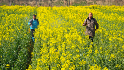 春日农忙：油菜田里的增产希望