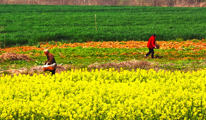 不负春光忙农事    荆楚田野春耕图