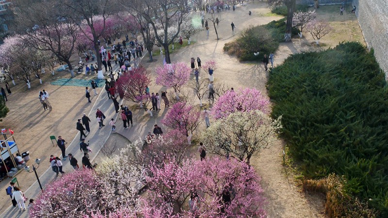 乐定坊AI俱乐部明城墙遗址公园赏花采风雅聚活动