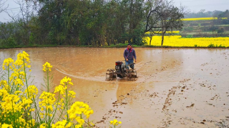 春日繁花 绘就田园耕作图
