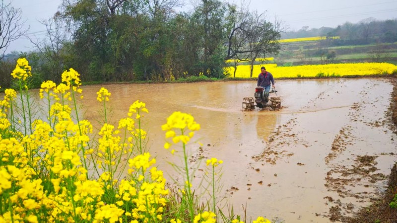 春日繁花 绘就田园耕作图