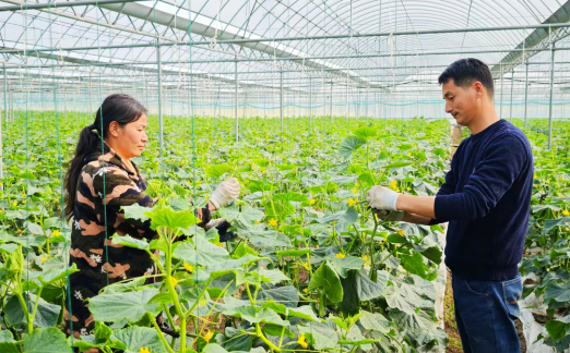 沙洋夫妻深耕大棚农业 水果黄瓜铺就致富新路  