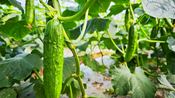 沙洋夫妻深耕大棚农业 水果黄瓜铺就致富新路  