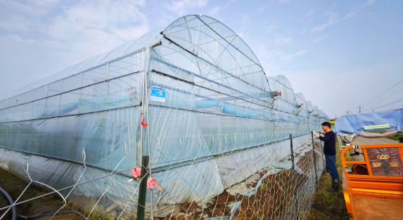 沙洋夫妻深耕大棚农业 水果黄瓜铺就致富新路  