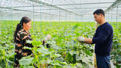 沙洋夫妻深耕大棚农业 水果黄瓜铺就致富新路