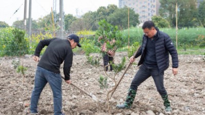 植绿护绿正当时 扮靓美丽家园 ——浙江省乐清市北白象镇垟田村开展植树活动提升人居环境
