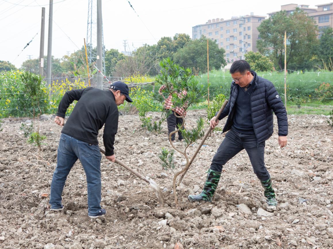 植绿护绿正当时 扮靓美丽家园 ——浙江省乐清市北白象镇垟田村开展植树活动提升人居环境