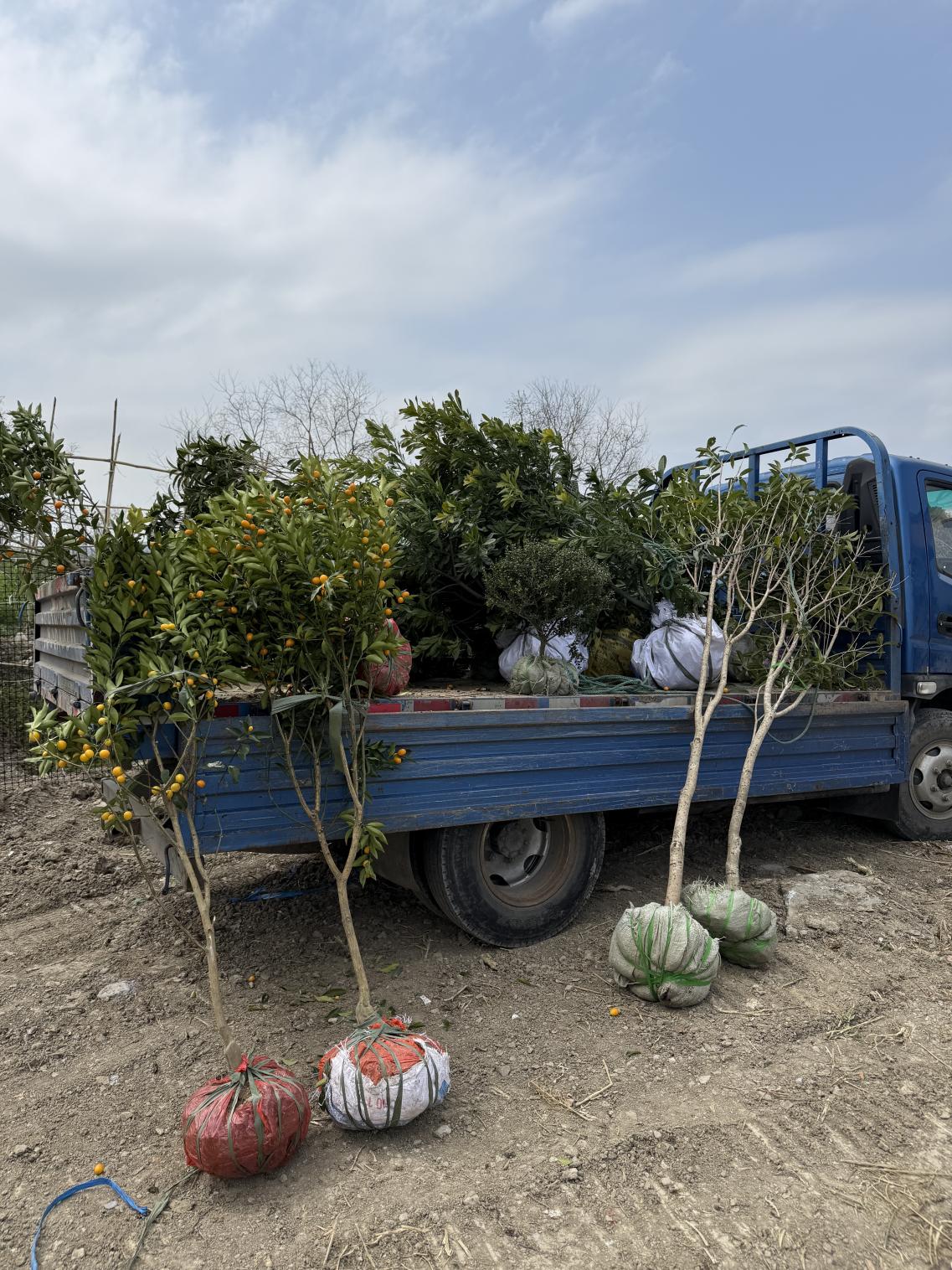 植绿护绿正当时 扮靓美丽家园 ——浙江省乐清市北白象镇垟田村开展植树活动提升人居环境