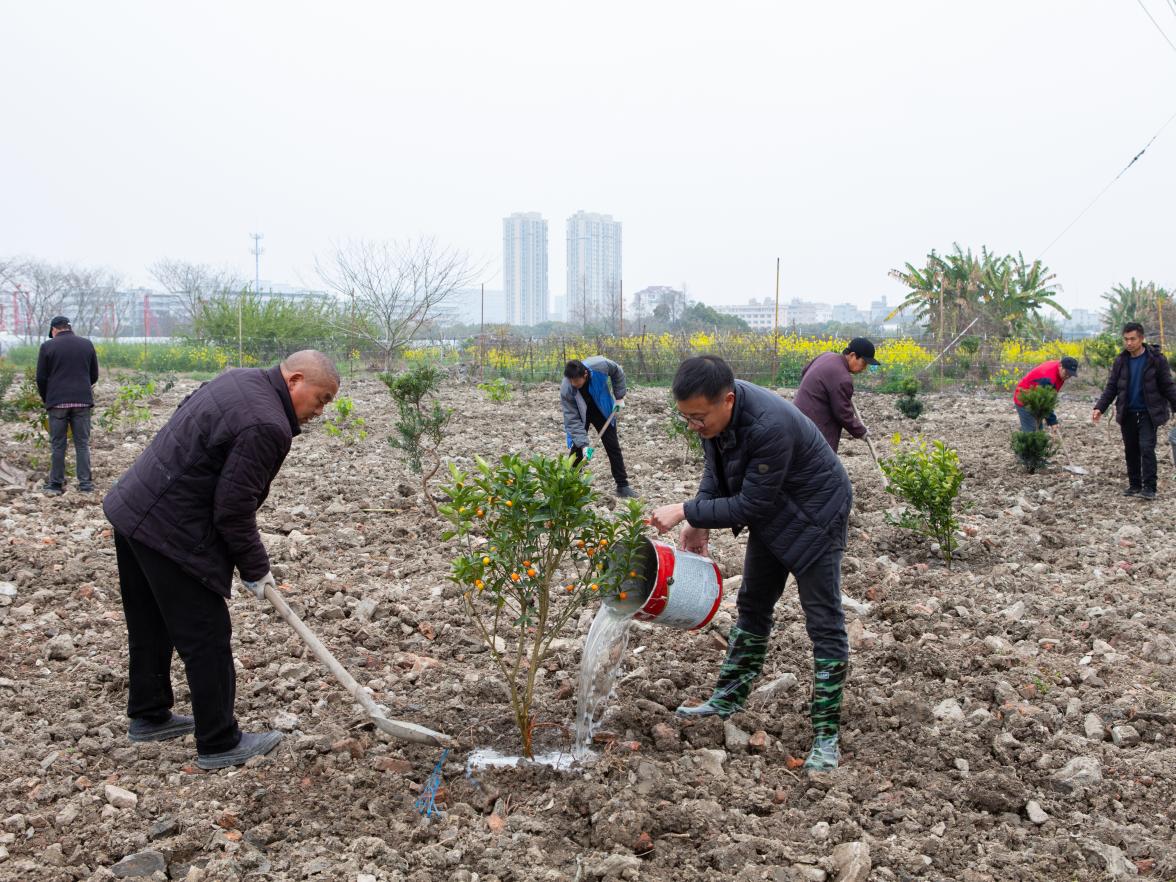 植绿护绿正当时 扮靓美丽家园 ——浙江省乐清市北白象镇垟田村开展植树活动提升人居环境