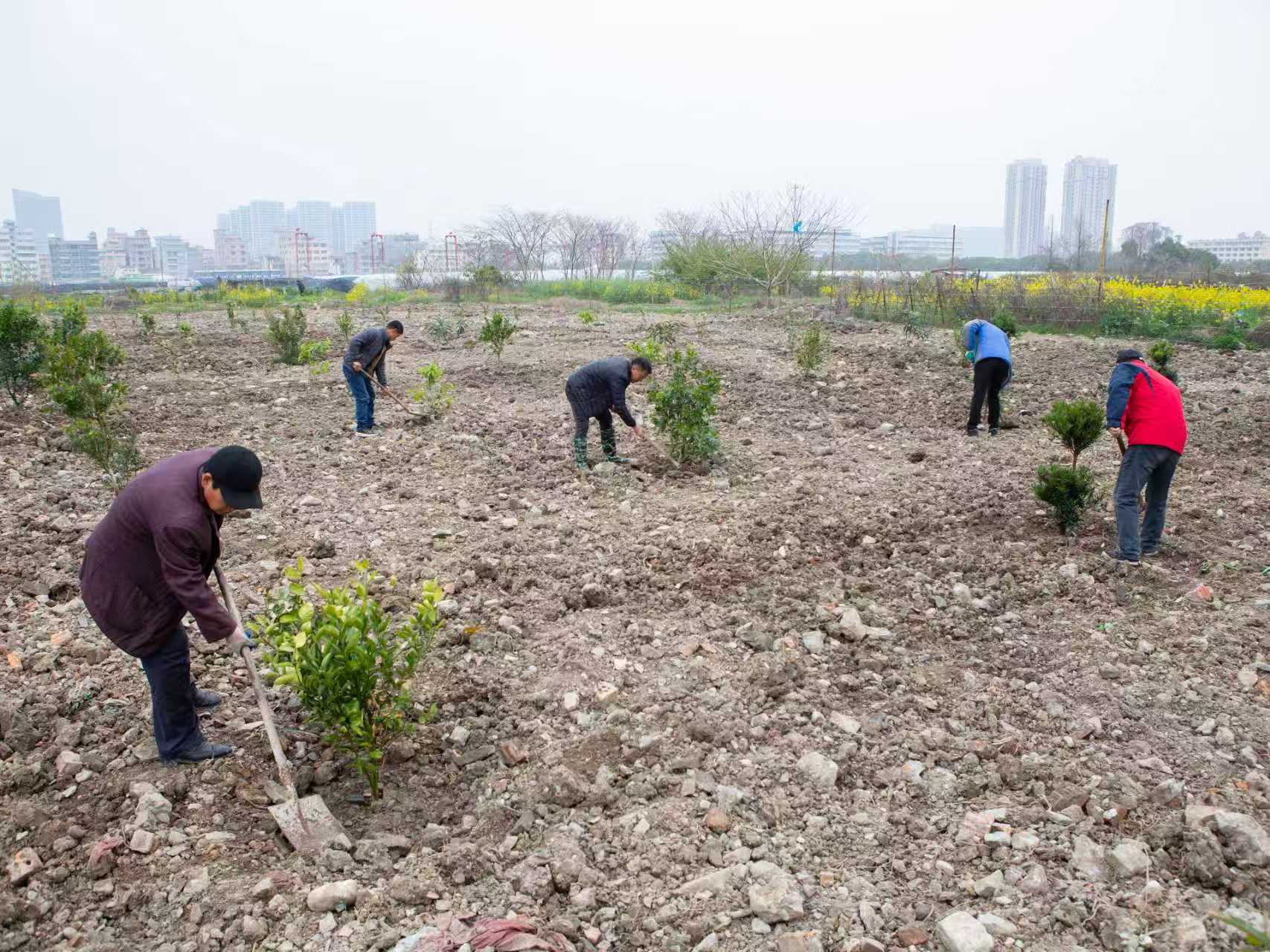 植绿护绿正当时 扮靓美丽家园 ——浙江省乐清市北白象镇垟田村开展植树活动提升人居环境