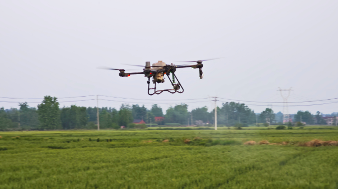 暮春麦田飞“铁翼” 科技追肥促丰收