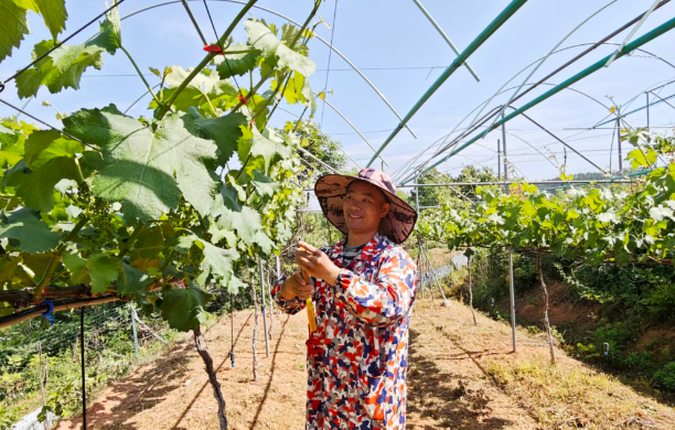 荒坡种出甜蜜果