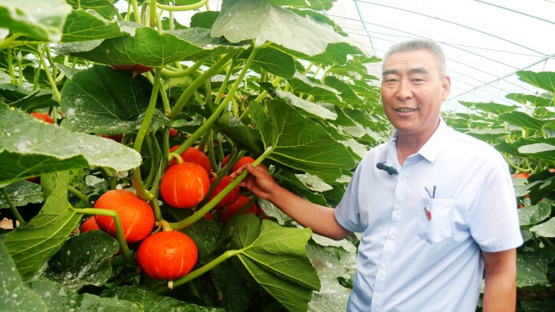 天津蓟州出头岭镇 “小金瓜” 获 SGS 权威认证 生态种植赋能乡村产业振兴