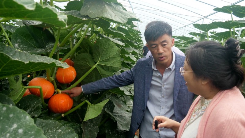 天津蓟州出头岭镇 “小金瓜” 获 SGS 权威认证 生态种植赋能乡村产业振兴
