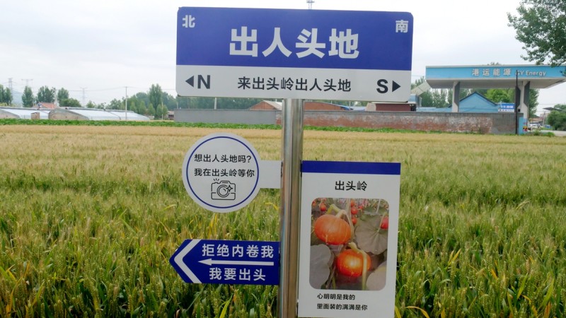 天津蓟州出头岭镇 “小金瓜” 获 SGS 权威认证 生态种植赋能乡村产业振兴
